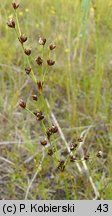 Juncus alpinus (sit alpejski)