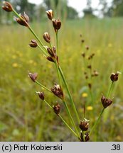 Juncus alpinus (sit alpejski)