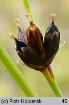 Juncus alpinus (sit alpejski)