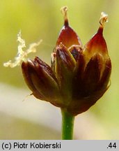 Juncus alpinoarticulatus (sit alpejski)