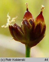 Juncus alpinus (sit alpejski)