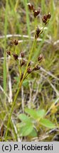 Juncus alpinoarticulatus (sit alpejski)