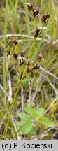 Juncus alpinus (sit alpejski)