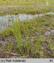 Juncus alpinus (sit alpejski)