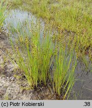 Juncus alpinus (sit alpejski)