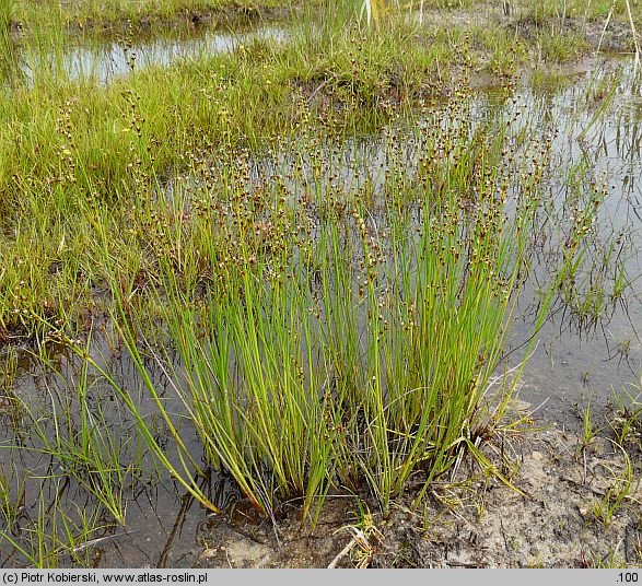 Juncus alpinus (sit alpejski)