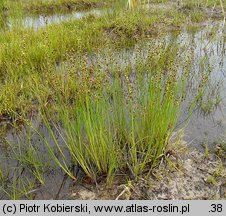Juncus alpinoarticulatus (sit alpejski)