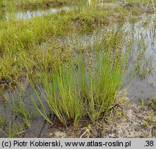 Juncus alpinus (sit alpejski)