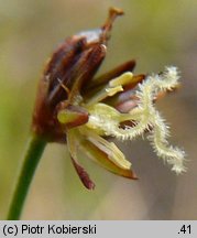 Juncus alpinus (sit alpejski)