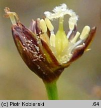 Juncus alpinus (sit alpejski)