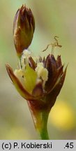 Juncus alpinus (sit alpejski)