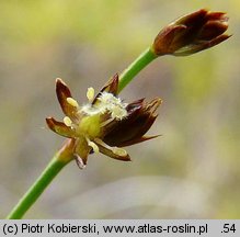 Juncus alpinoarticulatus (sit alpejski)