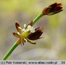 Juncus alpinus (sit alpejski)