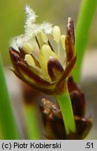 Juncus alpinus (sit alpejski)