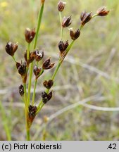 Juncus alpinus (sit alpejski)