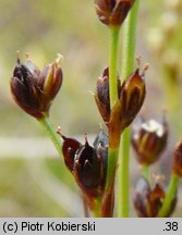 Juncus alpinus (sit alpejski)