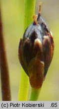 Juncus alpinoarticulatus (sit alpejski)