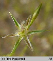 Juncus bufonius (sit dwudzielny)