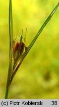 Juncus bufonius (sit dwudzielny)