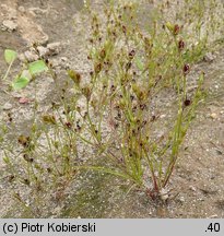 Juncus bufonius (sit dwudzielny)