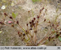 Juncus bufonius (sit dwudzielny)