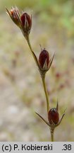 Juncus bufonius (sit dwudzielny)