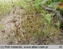 Juncus bufonius (sit dwudzielny)