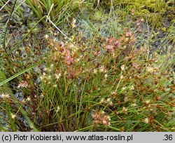 Juncus bulbosus (sit drobny)