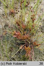 Juncus bulbosus (sit drobny)