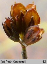 Juncus bulbosus (sit drobny)