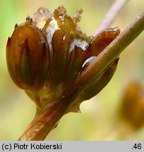 Juncus bulbosus (sit drobny)