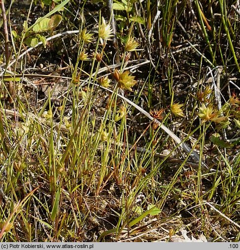 Juncus capitatus (sit główkowaty)