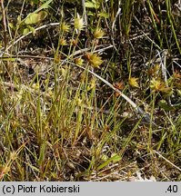 Juncus capitatus (sit główkowaty)