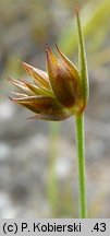 Juncus capitatus (sit główkowaty)