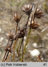 Juncus capitatus (sit główkowaty)