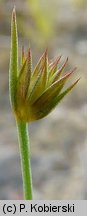 Juncus capitatus (sit główkowaty)