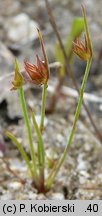 Juncus capitatus (sit główkowaty)