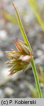 Juncus capitatus (sit główkowaty)