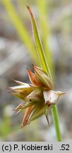 Juncus capitatus (sit główkowaty)