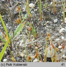 Juncus capitatus (sit główkowaty)