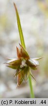 Juncus capitatus (sit główkowaty)