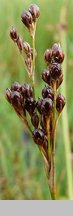 Juncus compressus (sit ścieśniony)