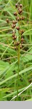 Juncus compressus (sit ścieśniony)