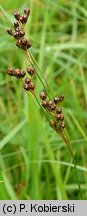 Juncus compressus (sit ścieśniony)