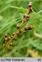 Juncus compressus (sit ścieśniony)