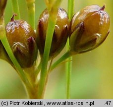 Juncus compressus (sit ścieśniony)