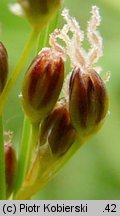 Juncus compressus (sit ścieśniony)