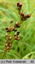 Juncus compressus (sit ścieśniony)