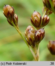 Juncus compressus (sit ścieśniony)