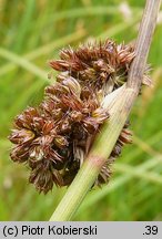 Juncus conglomeratus (sit skupiony)